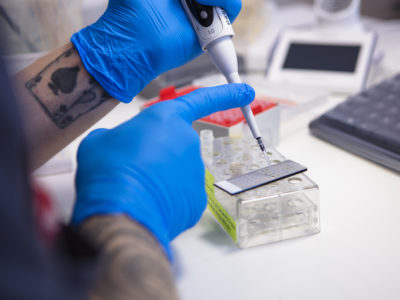 Laboratoriotyöntekijän kädet tekemässä mikrobiologian tutkimusta.